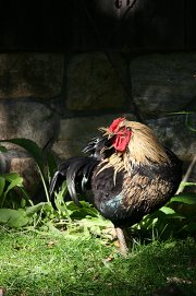 chicken coop