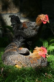 chickens