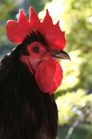 Chickens