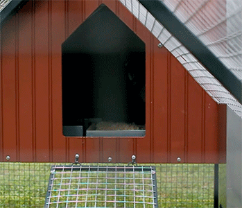 Front Yard Coop